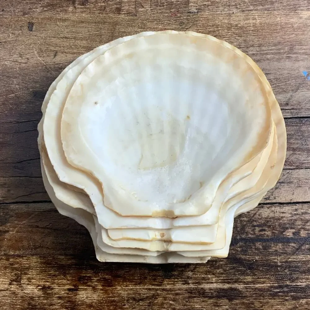 Mid Century Natural Shell Appetizer Plates set of 7